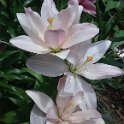Spring Pink -- Sue Bloyer