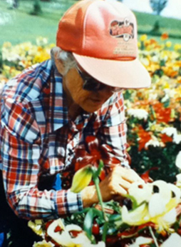 Ruth Cocker dabbing pollen on lilies
