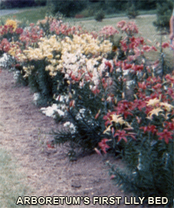 University of Minnesota Landscape Arboretum's first lily bed