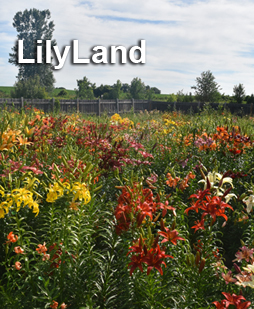 LilyLand - garden