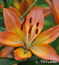 Lily "Toyland"