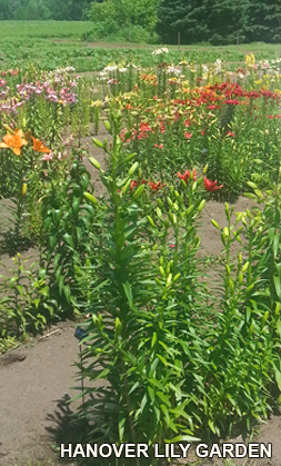 Hanover, Minnesota, lily garden