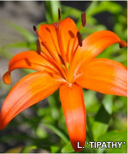 Lily "Tipathy"