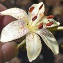 L martagon var albiflorum at LilyLand -- Forrest Peiper