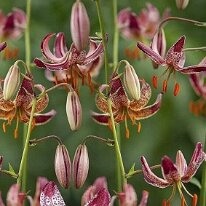 Alberta Morning courtesy of Lily Garden
