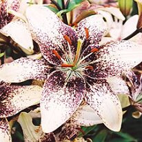 Big Bang courtesy of Lily Garden