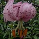 Candy Morning courtesy of Lily Garden